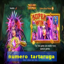 numero tartaruga jogo do bicho